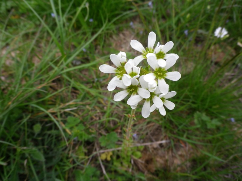 Saxifraga bulbifera / Sassifraga bulbifera